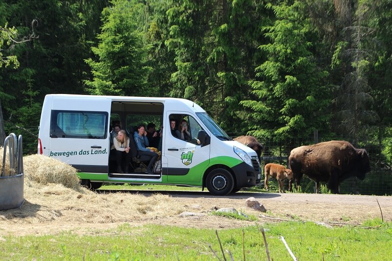 Mit unseren Kleinbussen auf Elch- und Bisonsafari bei der Landwirtschaftlichen-Lehrfahrt nach Schweden