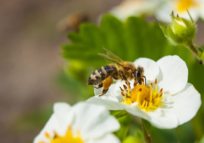 Biene sammelt Nektar auf einer Obstblüte